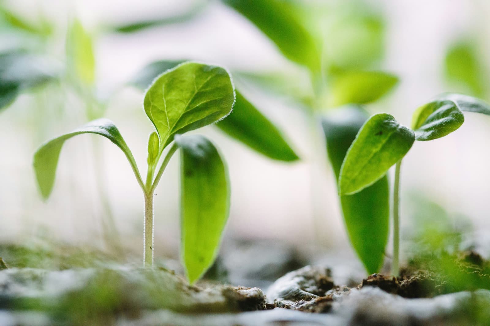 One new ecosystem a year, with no professional obligation